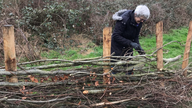 Hedge Laying - review the craft skills course near you